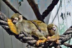 Pohádka pro děti - Chytrá opička jde spát